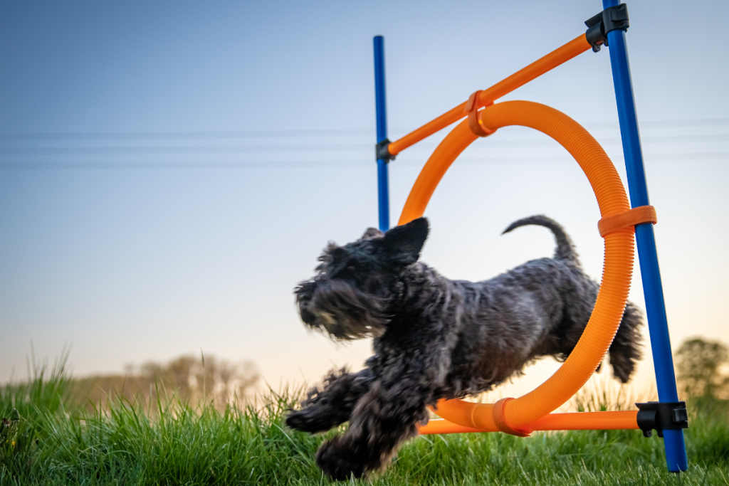 Un chien saute au travers d'un cerceau