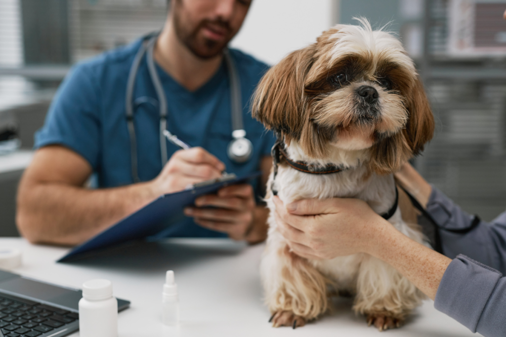 Chien_shih_tzu_chez_sur_bureau_du_veterinaire