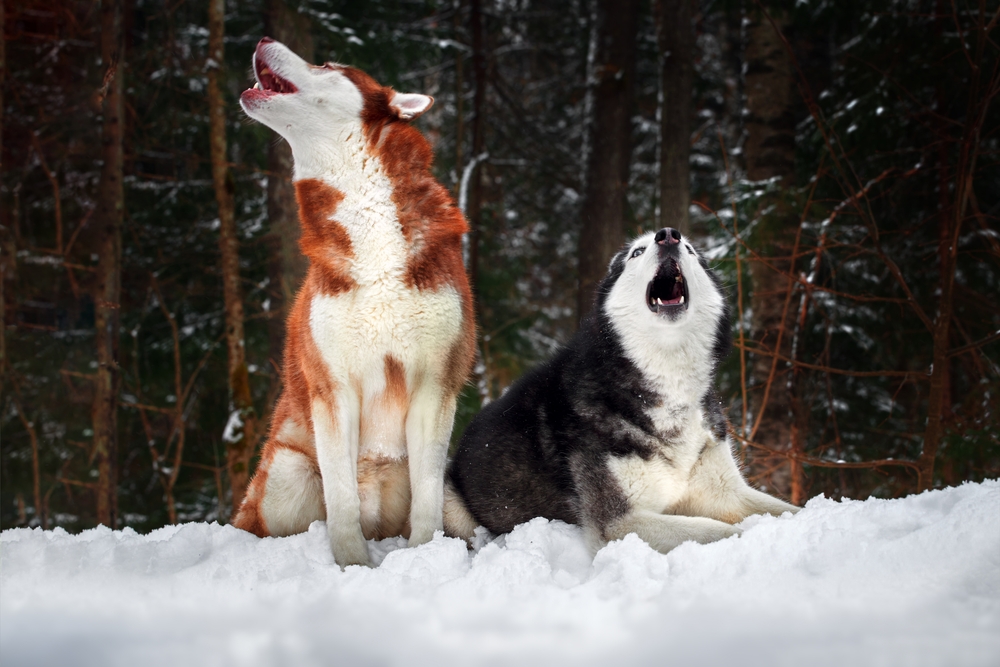 hurlements de chiens primitifs