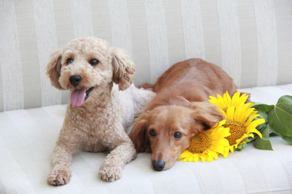 chiens_caniche_et_teckel_allongés_sur_sofa_avec_bouquet_tournesols