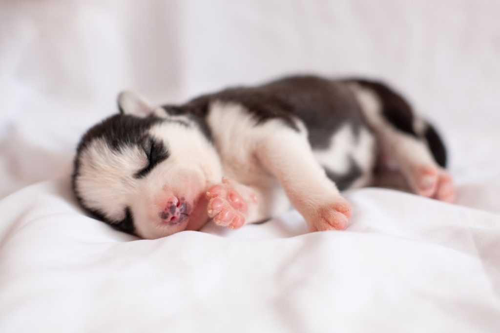 chiot-ne-2025-lettre-a