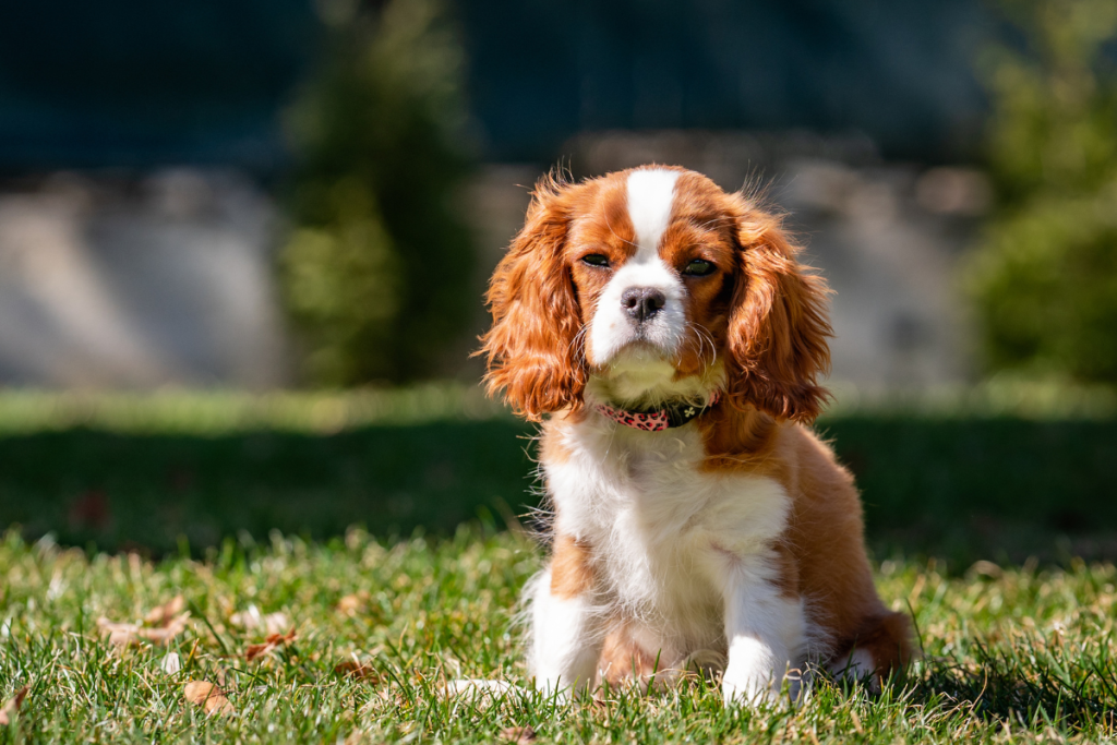 chiot_cavalier_king_charles_assis_dans_l_herbe