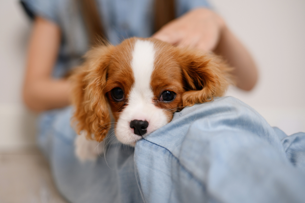 chiot_cavalier_king_charles_malade_allonge_sur_les_jambes_de_sa_proprietaire