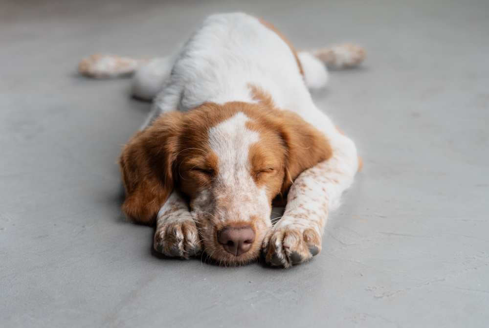 combien de temps dort un chien