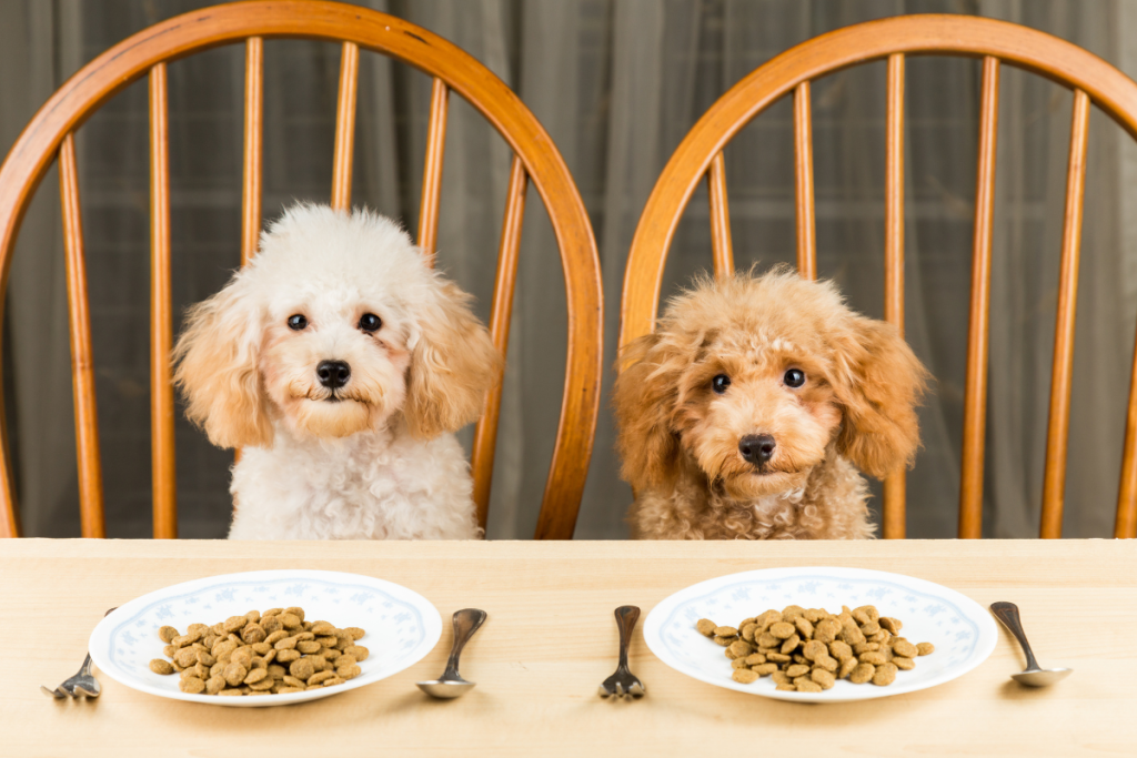 deux_chiens_a_table_devant_leur_assiette