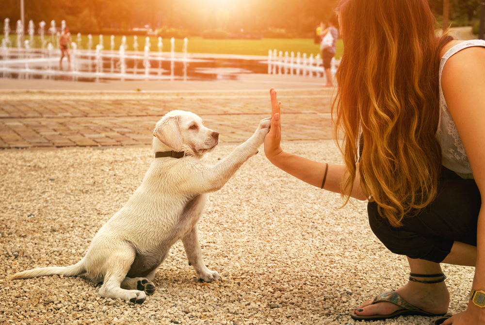 éducation et complicité avec son chiot