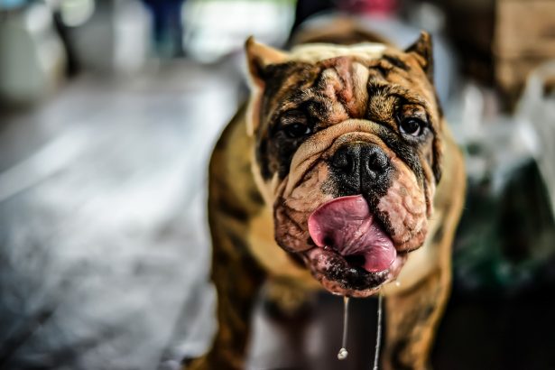 hypersalivation du chien