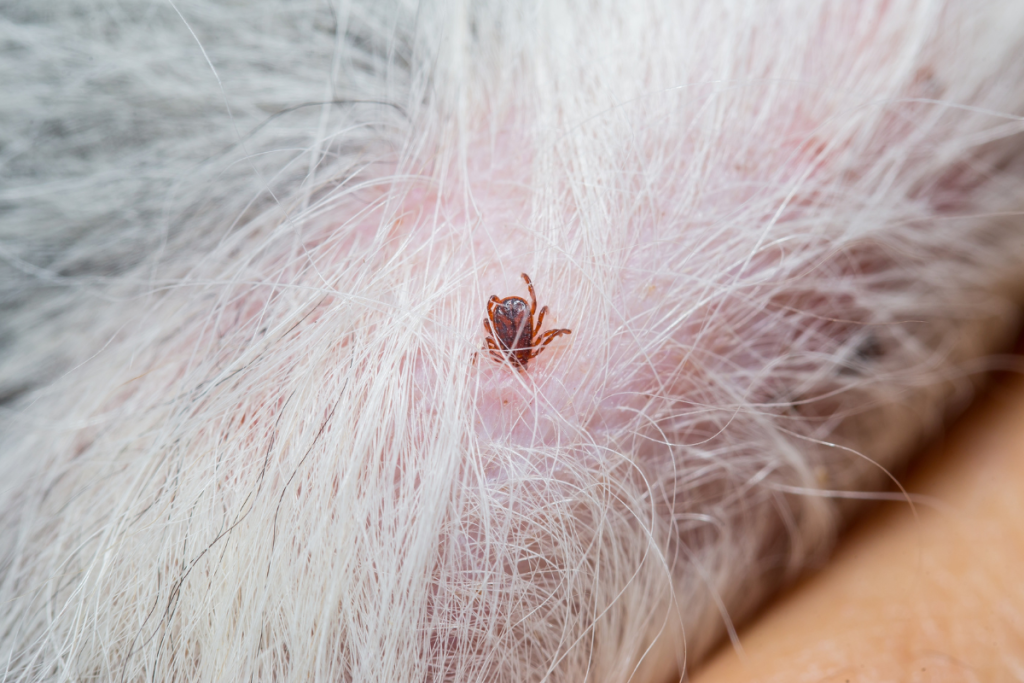 image_tique_dans_le_pelage_d_un_chien