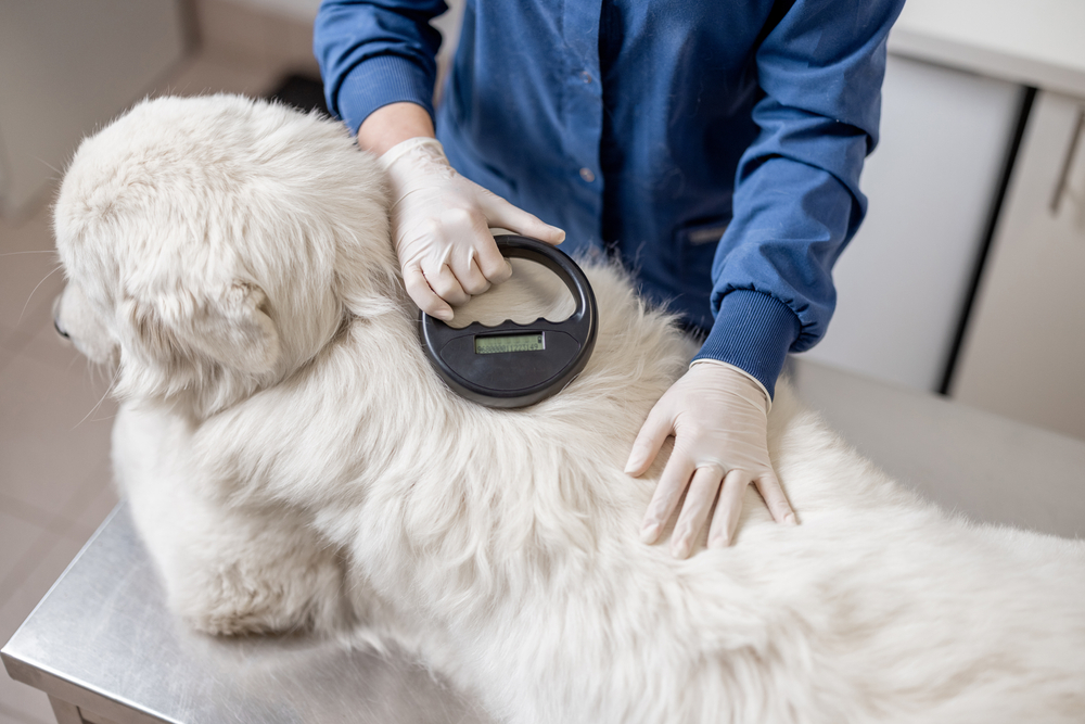 lecteur puce électronique chien