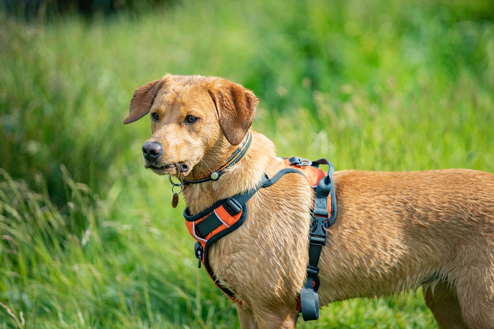 mettre un harnais à un chien