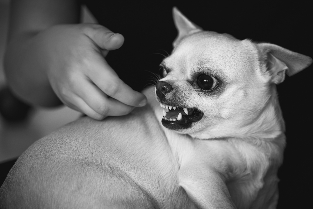 morsure chien enragé