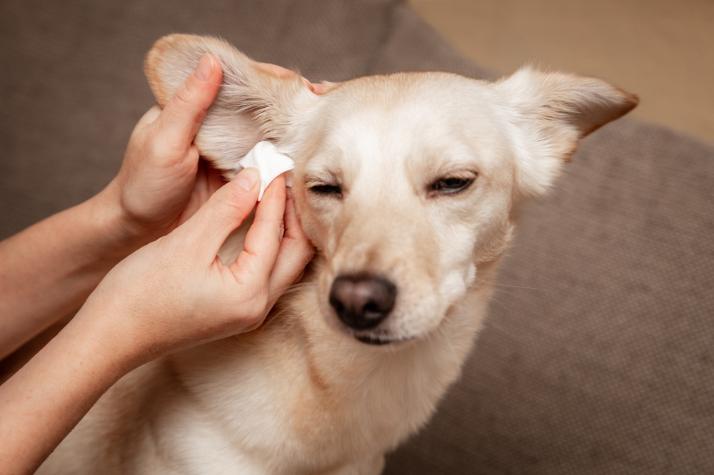 nettoyage d'une oreille de chien