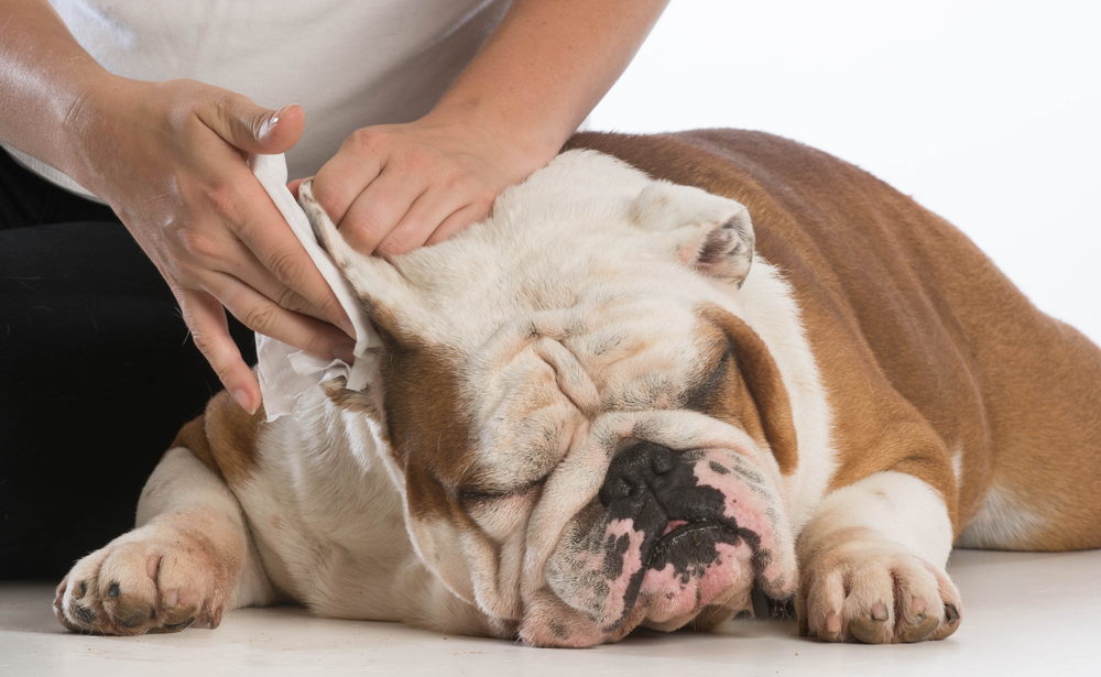 nettoyer les oreilles d'un chien
