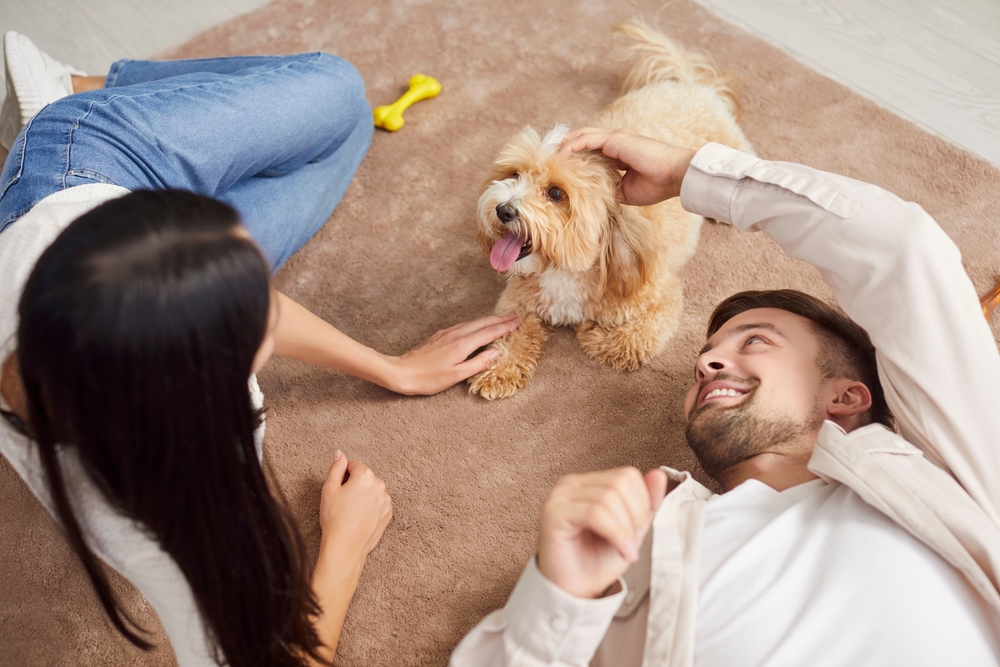 pension familiale pour chien