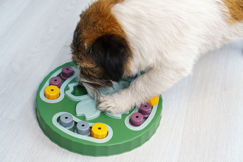 puzzle pour chiens