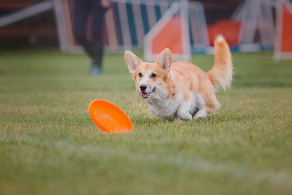 activité sportive chien freesbe
