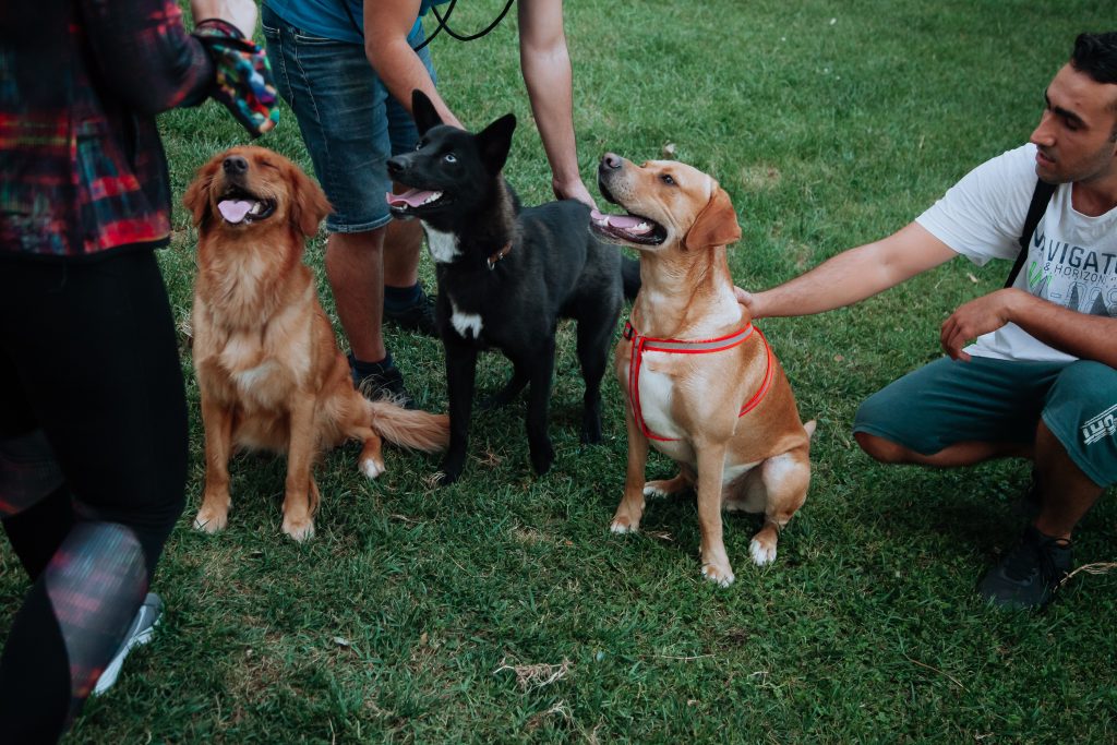 Trois chiens assis sur l'herbe qui regardent la même personne