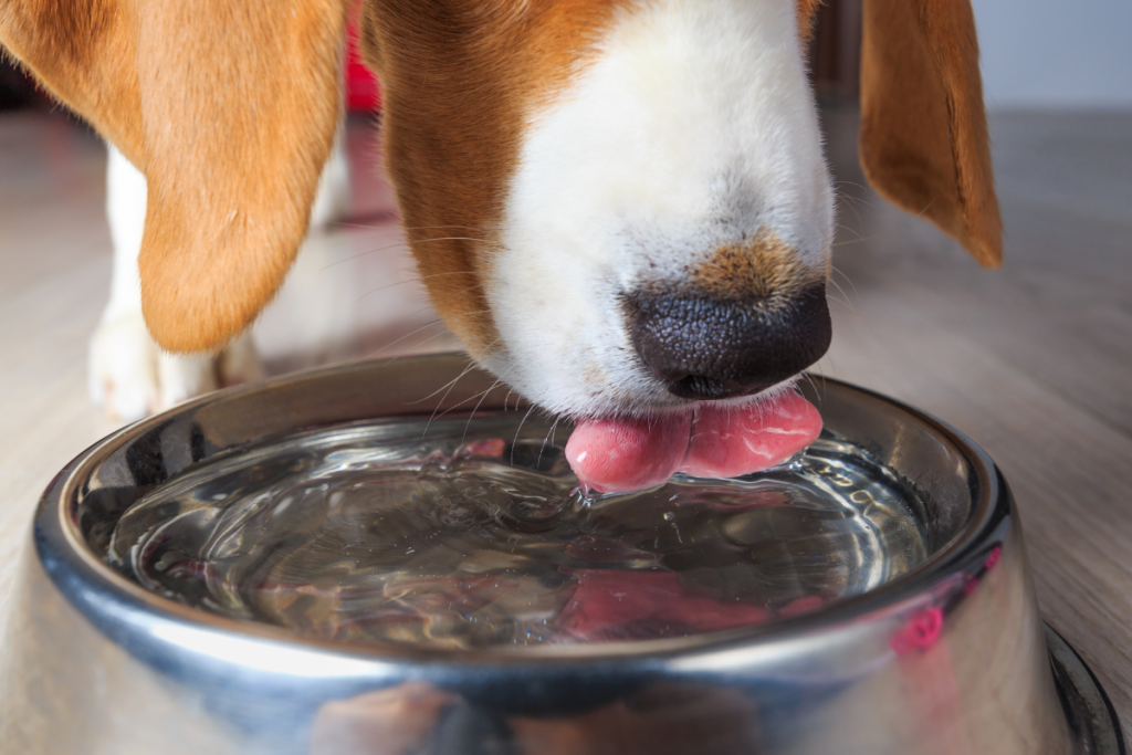 truffe_d_un_chien_qui_boit_eau_dans_une_gamelle