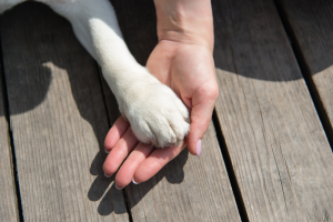 Quel chien est fait pour moi ? image