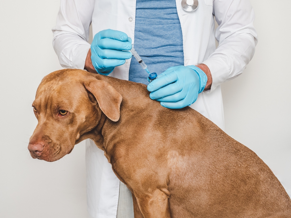 vaccination obligatoire chien