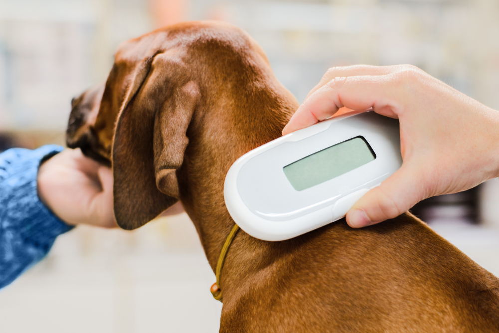 vérification puce identification chien