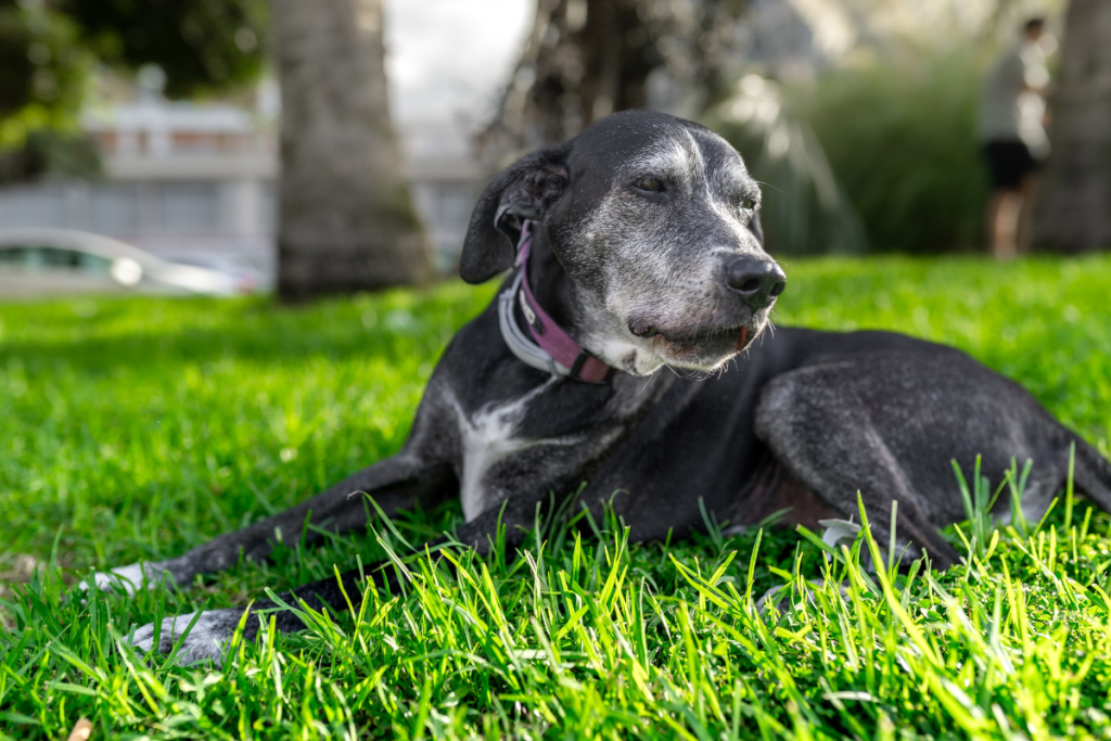 vieux_chien_allonge_sur_herbe_tremble