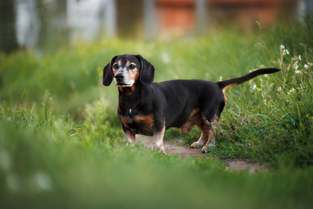 vieux_chien_teckel_debout_dans_l_herbe