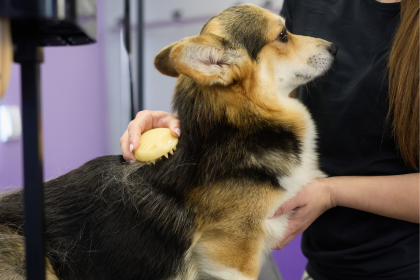 chien calme en séance de brossage
