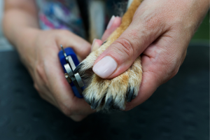Comment couper les griffes d&rsquo;un chien ? image