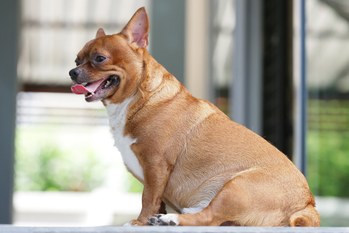 Un chihuahua obèse assis respire gueule ouverte
