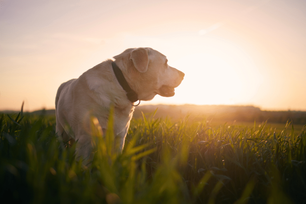 Chien labrador, debout dans l'herbe, regarde au loin avec un coucher de soleil