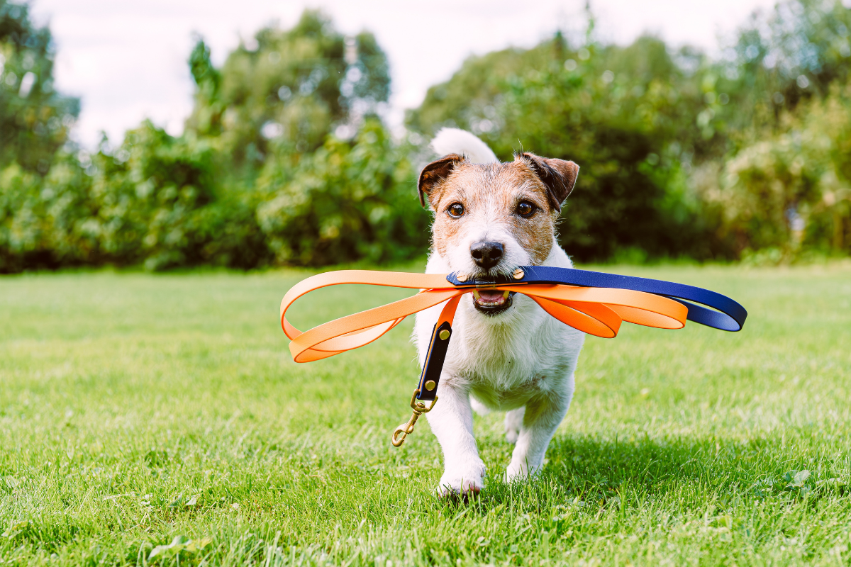 Chien parson russel court dans l'herbe avec sa laisse dans la gueule