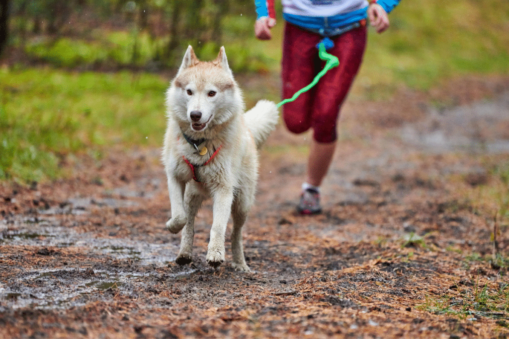 Chien husky fait du canicross en forêt