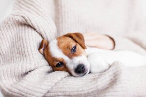 Pourquoi mon chien vomit et comment le soulager ? image