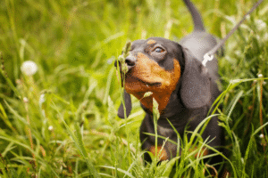 Comment savoir si mon chien a besoin d’être vermifugé ? image