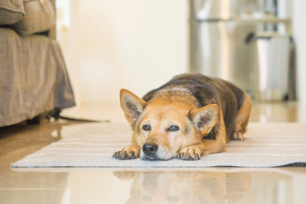 Chien allongé sur un tapis les yeux mi-clos