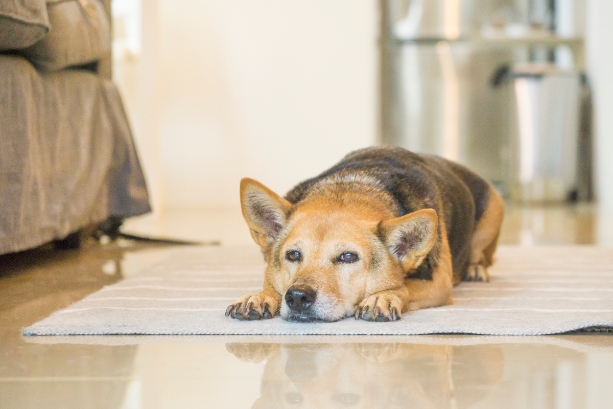 Chien allongé sur un tapis les yeux mi-clos