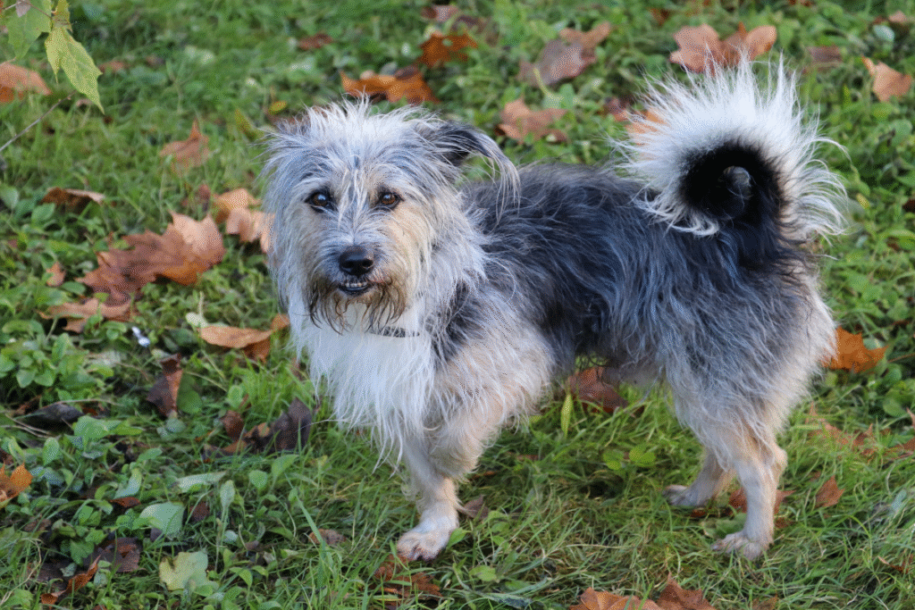 Un chien se tient debout dans l'herbe avec une patte avant relevée