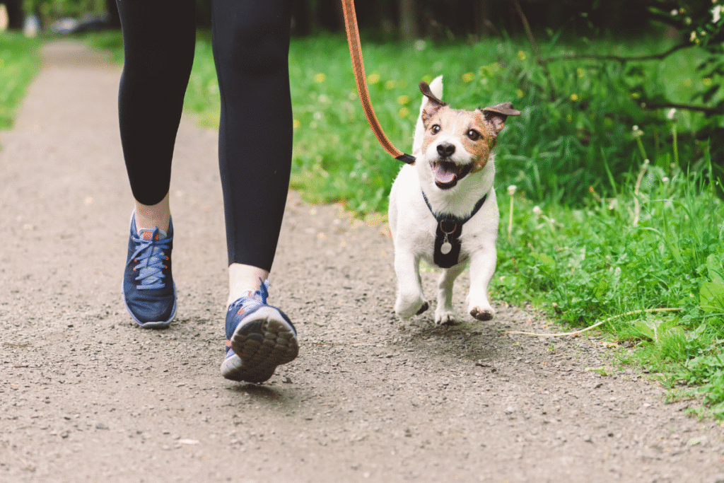 Chien pardon Russel en train de courir avec sa propriétaire