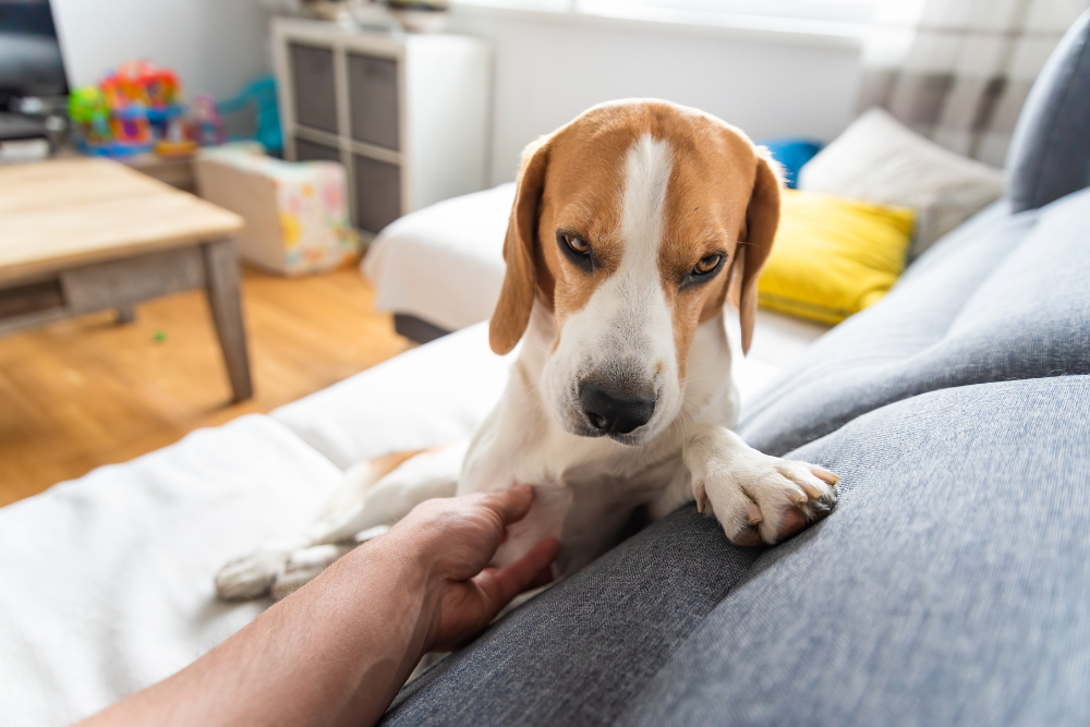 Chien beagle assis sur un canapé. Regard triste, un humain lui tend la main