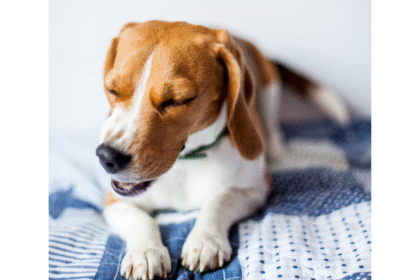 Chien beagle qui tousse