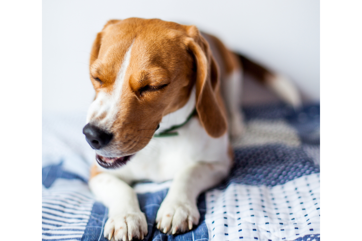 Chien beagle qui tousse