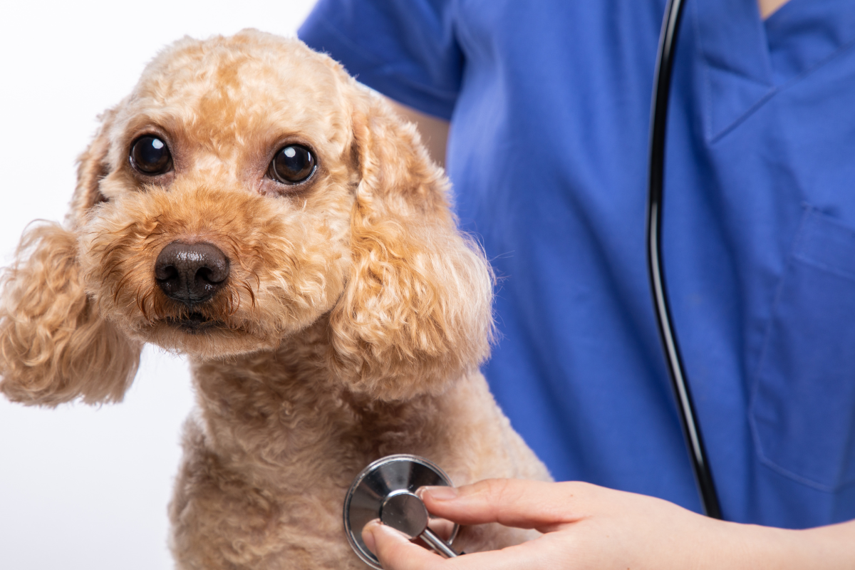 Chien caniche avec de grand yeux se fait ausculter par la main d'un vétérinaire
