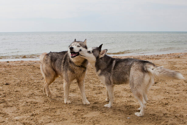 2 chiens husky sur une plage en train de se renifler le museau