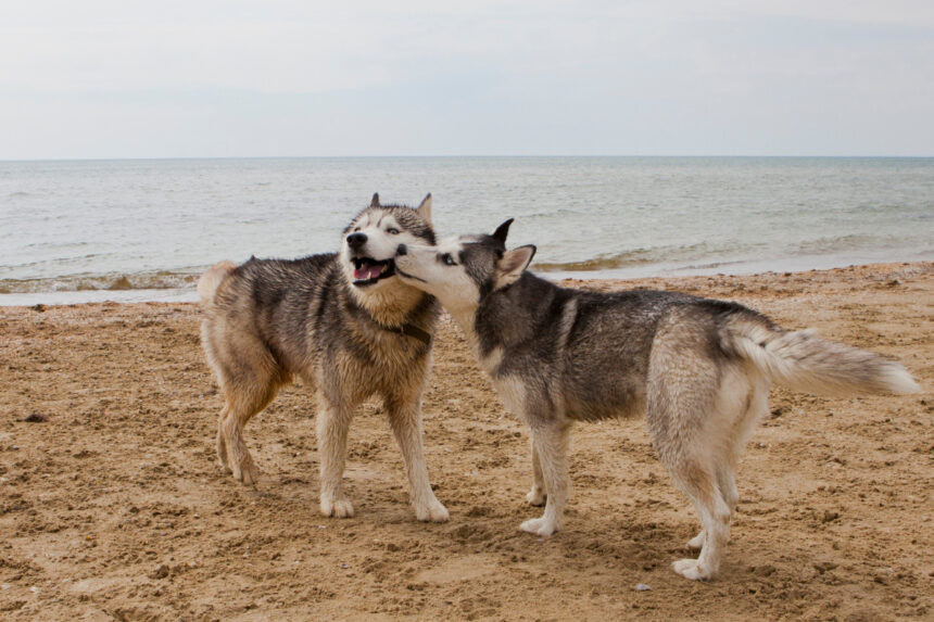 2 chiens husky sur une plage en train de se renifler le museau