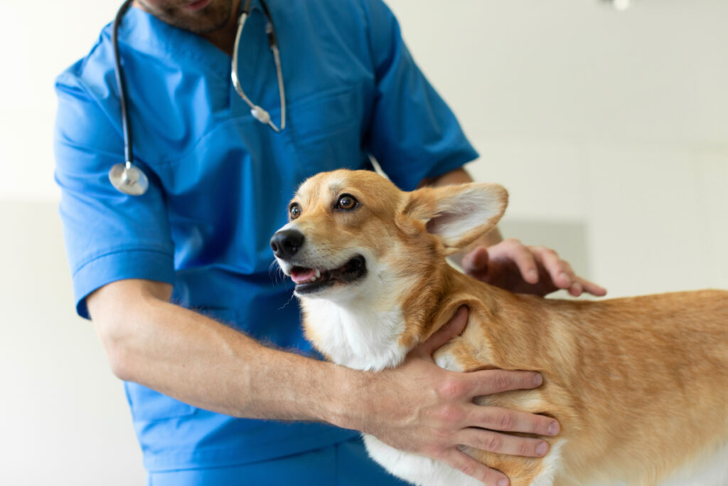 Un vétérinaire pose les mains autour d'un chien corgi pembroke