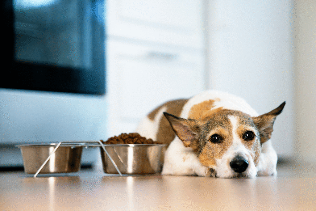chien couché avec deux gamelles à côté de lui