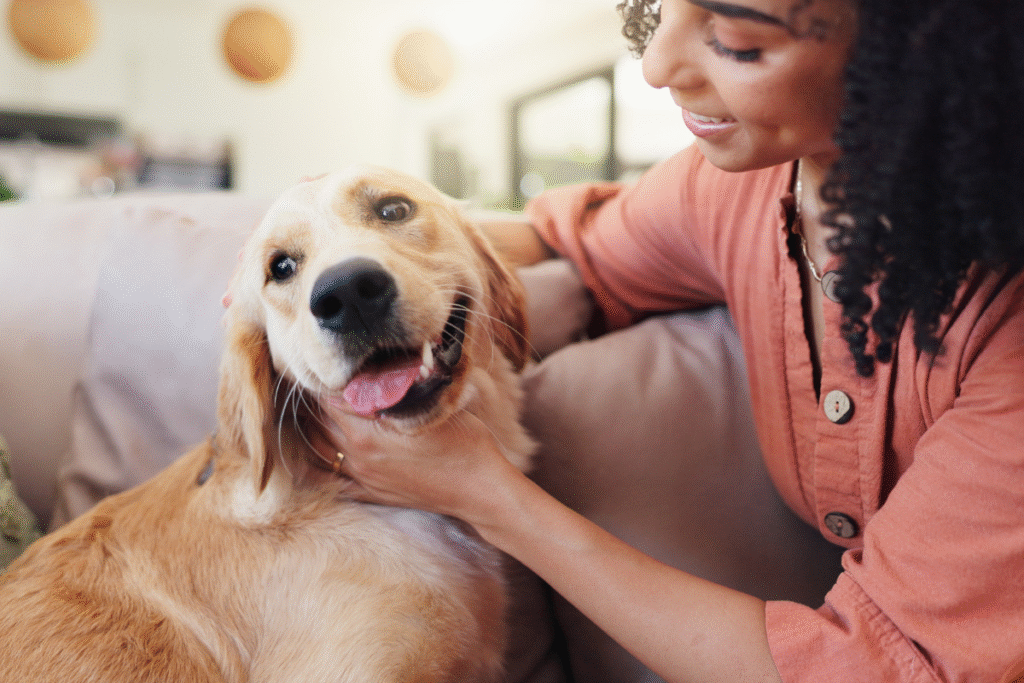 Un chien de race golden retriever caressé par sa propriétaire qui le rassure