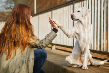 Chien labrador assis sur un trottoir dace à sa propriétaire accroupie. Il fait un Hi 5 avec elle.