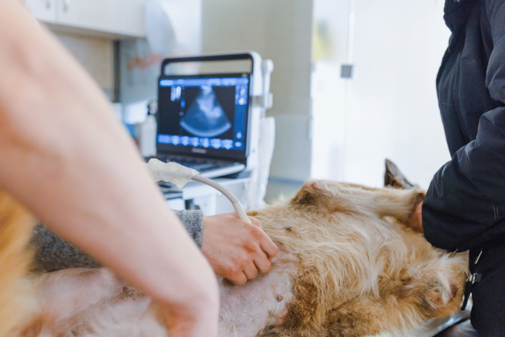 Un chien est allongé sur le dos pendant qu'un vétérinaire passe une sonde sur son abdomen afin d'effectuer une échographie abdominale